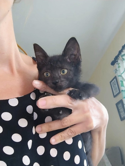 Дарки търси дом!