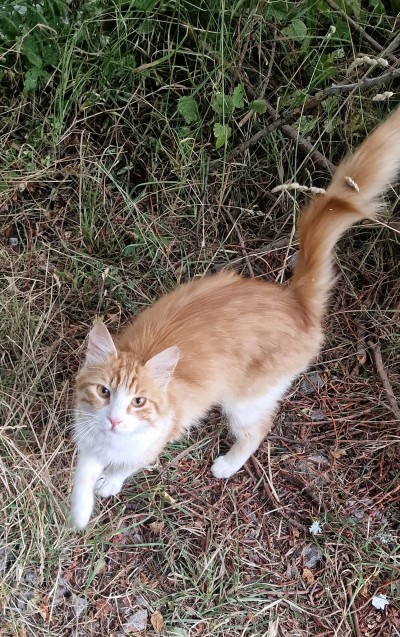 Аз съм ЗЛАТКО, моля дайте ми шанс