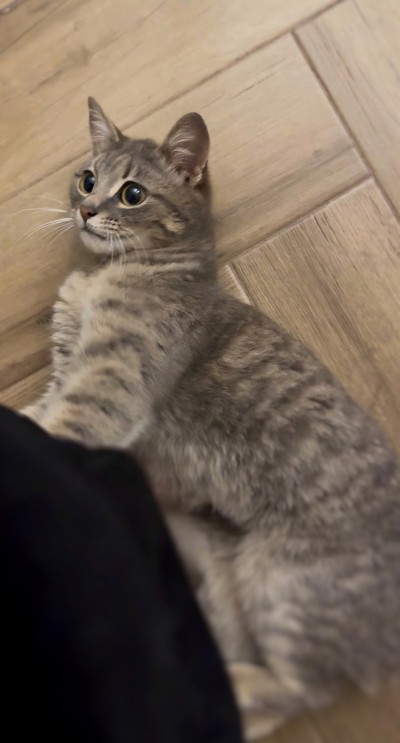 Женско коте търси дом 