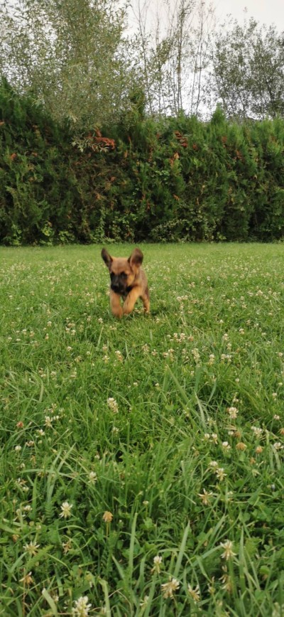 СПЕШНО търсим дом на Жара