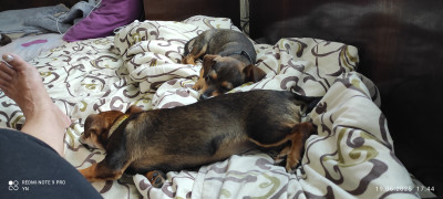 Две кученца братче и сестриче търсят нови стооани