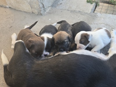 Подаряват се 