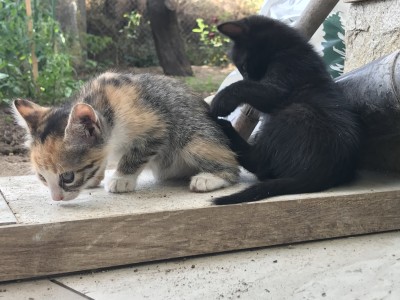 Търся стопани на много сладки котенца