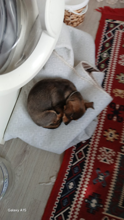 Две кученца братче и сестриче търсят нови стооани