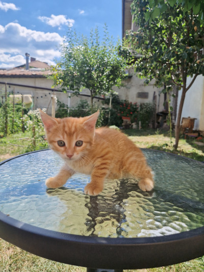 Коте Джинджър си търси дом
