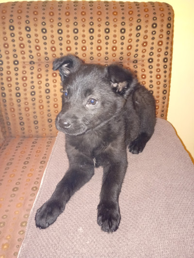 Малък верен приятел търси семейство