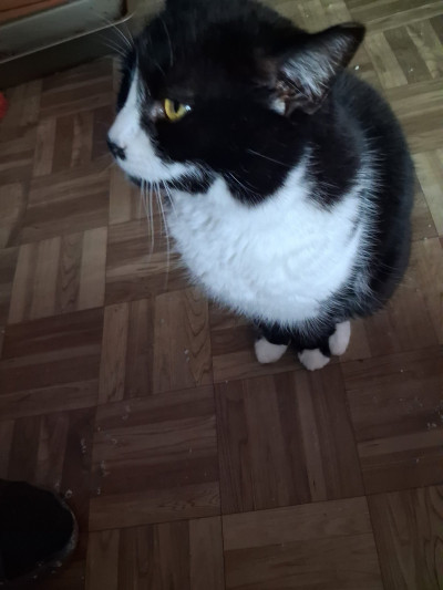 Хубавата Адолфина 