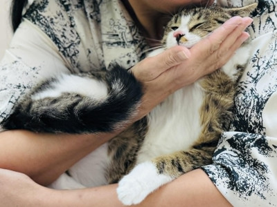 Коте Рио търси дом