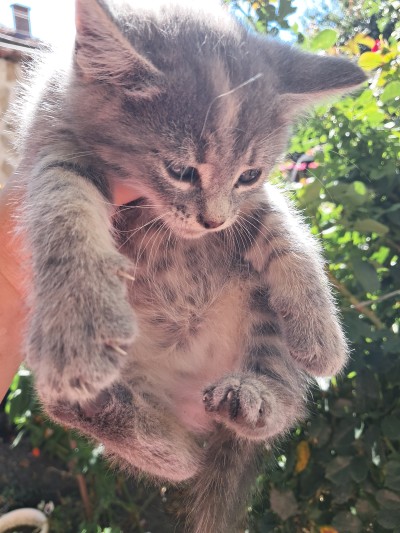 Подарявам малки котета, град Елин Пелин 