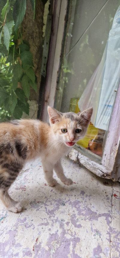Подарявам 5 прекрасни котенца