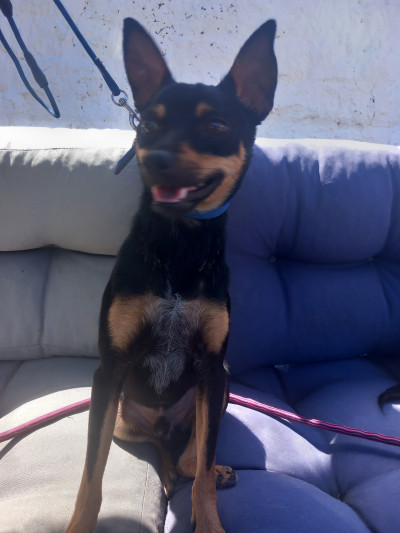 Miniature pinscher for rehoming
