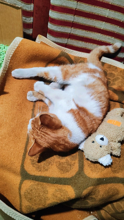 Сами търси дом