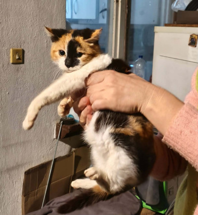 Писана търси дом