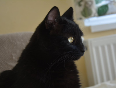 Дарки търси дом!