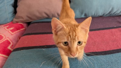 Подарвям малко домашно коте , обгрижено с домашни навици . 