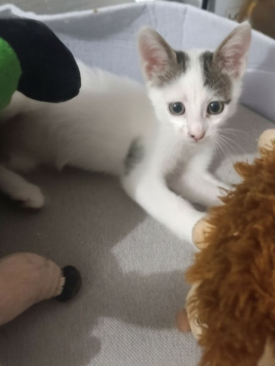 Коте Давид търси постоянен дом