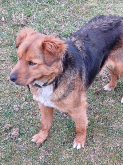 Търсим дом за Лиза!