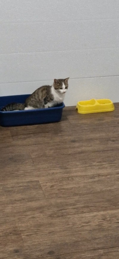 Спешно се търси дом за малко коте- герой