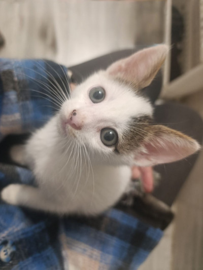 Коте Давид търси постоянен дом