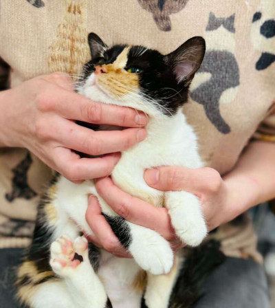 Женско коте си търси дом