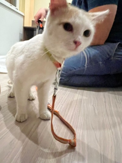 КОТАК търси дом 