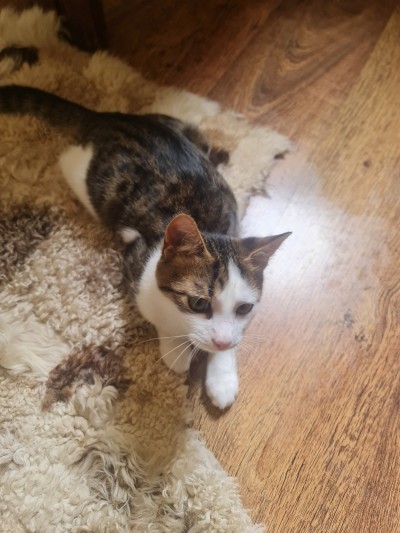 Давам две котета за осиновяване 