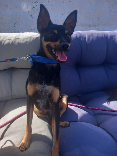Miniature pinscher for rehoming