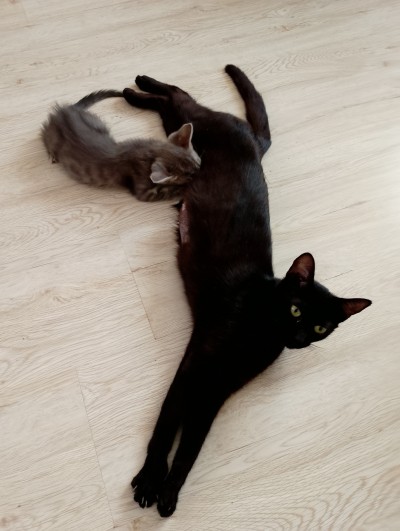 Мама и Сивушче търсят своя дом