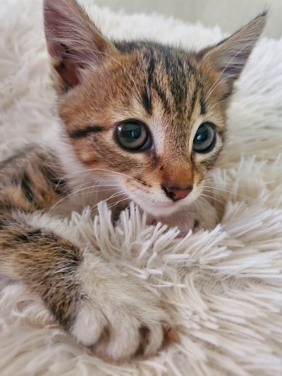 Котенцето търси дом.