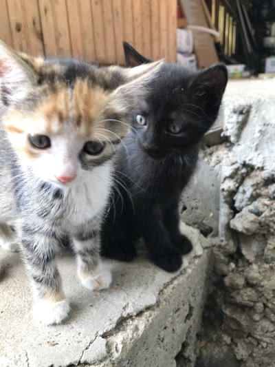 подарявам котета