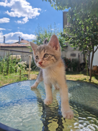Котето Мими си търси дом