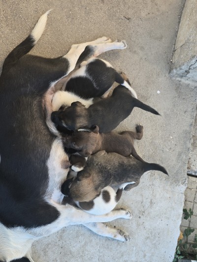 Подаряват се 