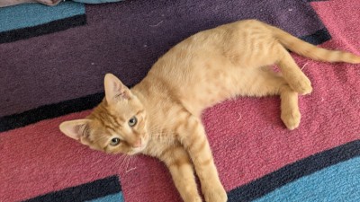 Подарвям малко домашно коте , обгрижено с домашни навици . 