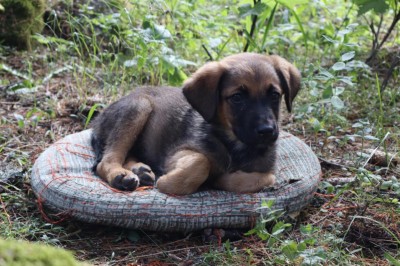 СПЕШНО търсим дом на Жара