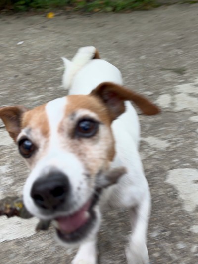 Хера си търси спешно дом