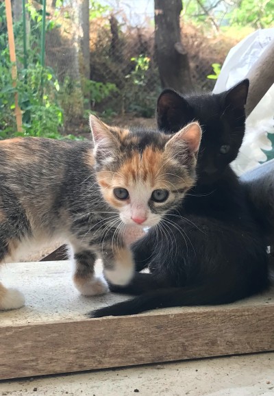 подарявам котета