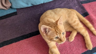 Подарвям малко домашно коте , обгрижено с домашни навици . 