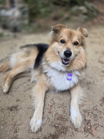 Пух търси нов стопанин 