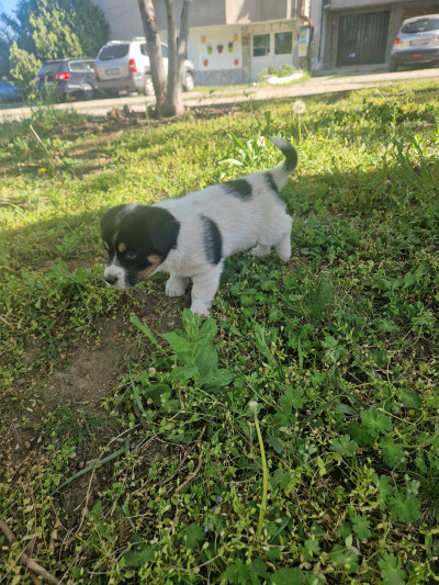 Подарява се малко кученце 