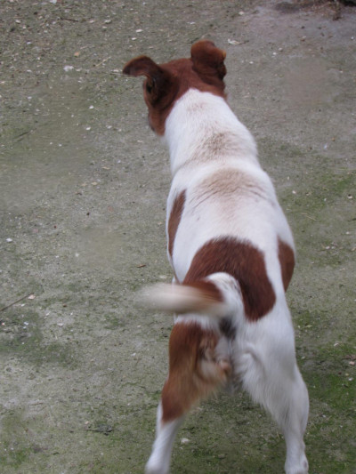 Рекс търси дом