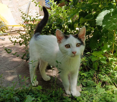 Котето Нана търси дом и малко любов