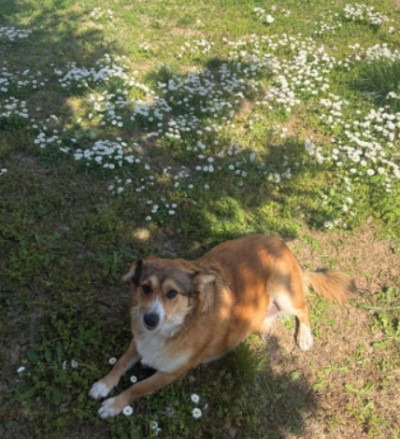 Сладко и дружелюбно куче търси дом!