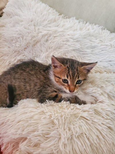 Котенцето търси дом.