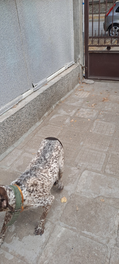 Подарявам куче