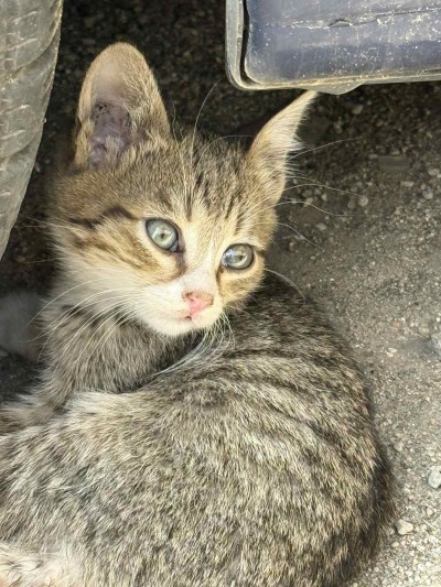 Това бебе коте търси своя дом в гр. Пловдив