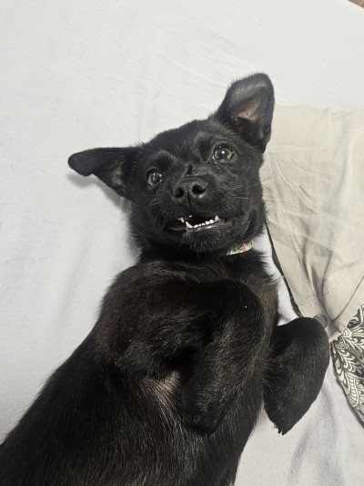 Айра си търси дом