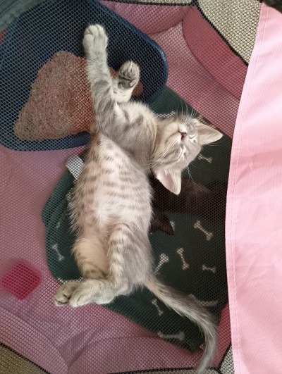 Мама и Сивушче търсят своя дом