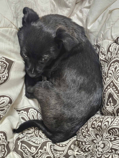 Айра си търси дом