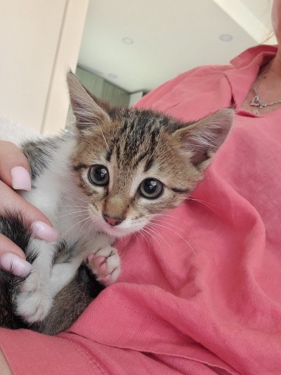 Котенцето търси дом.