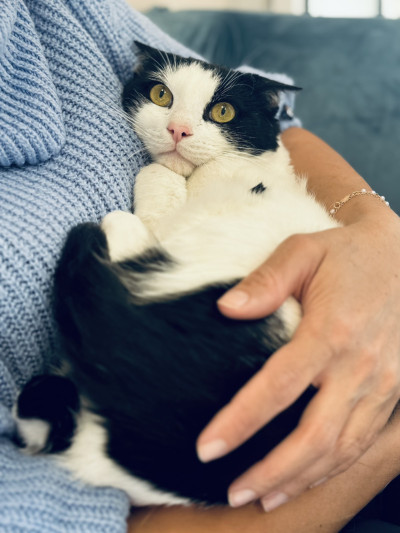 Коте Томи търси дом
